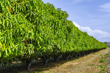 Row of mango trees (Mangifera indica) in an orchard; Australia