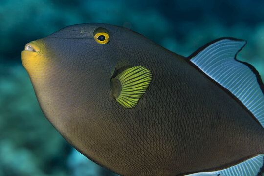 Pinktail Triggerfish (Melichthys vidua); Maui, Hawaii, United States of America