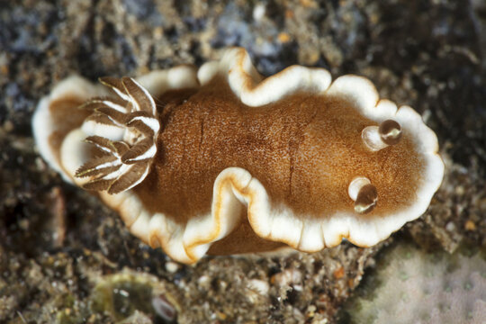 White-Margin Nudibranch (Glossodoris rufomarginata); Maui, Hawaii, United States of America