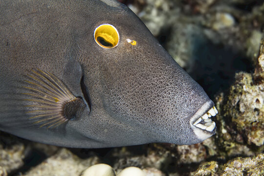 Barred Filefish (Cantherhines dumerilii) eating coral; Maui, Hawaii, United States of America