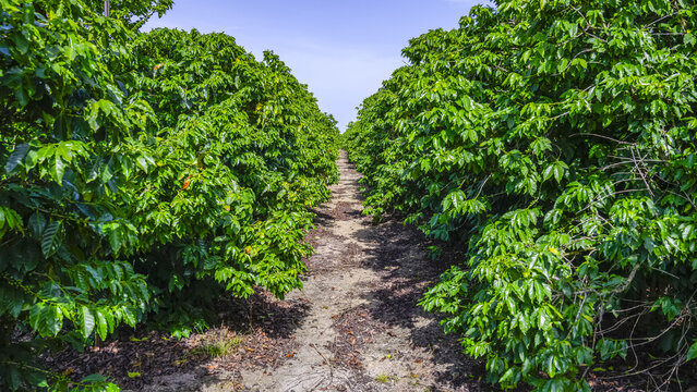 Coffee plants (Coffea arabica) and a pathway at the Jaques Coffee Plantation; Mareeba, Queensland, Australia