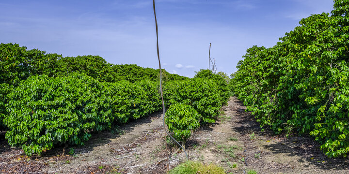 Rows of coffee plants (Coffea arabica) and pathways at the Jaques Coffee Plantation; Mareeba, Queensland, Australia