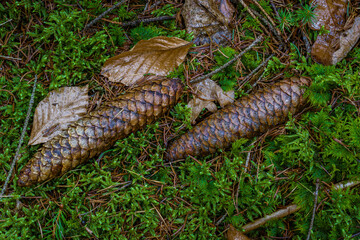 Pine Cone and Leaves. Pine cone and leaves on the forest floor, ideal for backgrounds, nature themes, forest themes.

