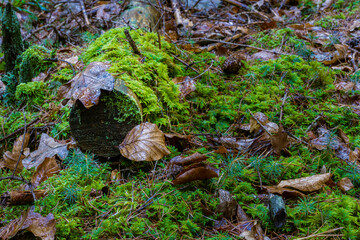 Mossy Log Detail. Mossy log detail with leaves, ideal for backgrounds, nature themes, texture themes.

