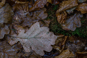 Leaf on Ground Detail. Leaf on the ground detail, ideal for backgrounds, nature themes, texture themes.

