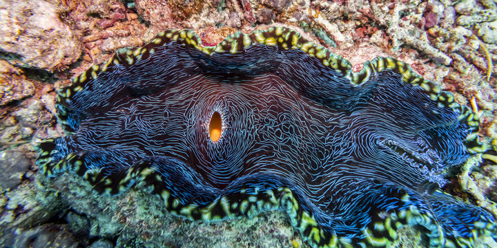Unique sea creature in the pacific ocean; Australia