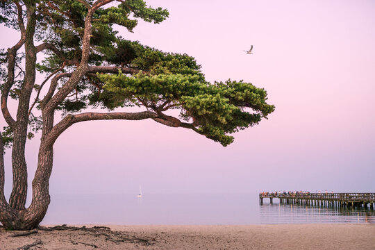 Kiefer am Meer beim Sonnenuntergang