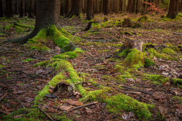 Mossy Ground Detail. Mossy ground detail, ideal for backgrounds, nature themes, texture themes.

