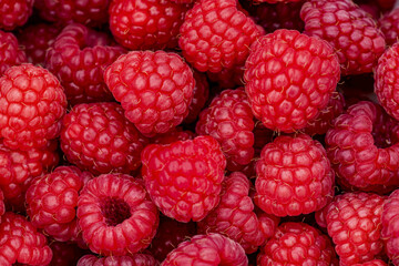 Close-up of an abundance of fresh ripe raspberries; Alberta, Canada