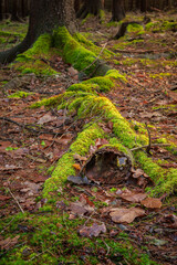 Mossy Roots Detail. Mossy roots detail, ideal for backgrounds, nature themes, texture themes.

