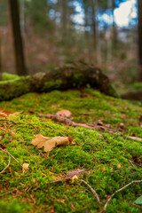 Mossy Log on Ground. Mossy log on the ground, ideal for backgrounds, nature themes, texture themes.

