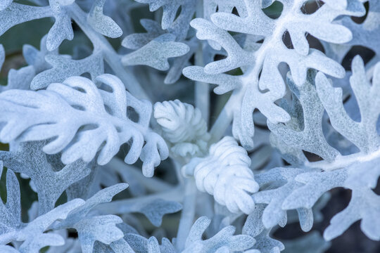 Close-up detail of a Dusty Miller plant (Artemisia stelleriana), Banff National Park; Banff, Alberta, Canada