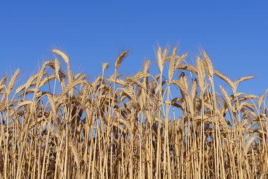 Close-up low angle view of ripe golden rye (Secale cereale) against a blue sky; Bavaria, Germany