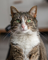 A portrait of a grey adult cat with stripes in a domestic setting. The cat is lounging comfortably in a cozy room, with a warm and inviting atmosphere.