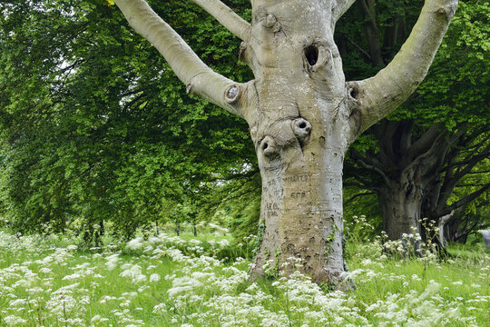 Beech Tree trunk (Fagus Sylvatica) and branches with wildflowers growing on the ground and lush green foliage behind; Dorset, England