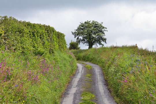 Tire Tracks creating a lane in the countryside; Cornwall, England