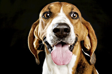 Portrait of a beagle in a studio against a black background