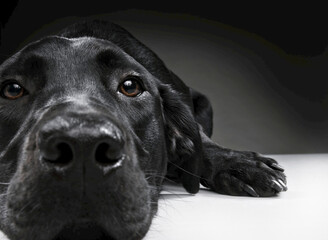 Portrait of a black labrador retriever on a black background