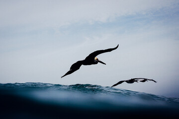 pelicans flying over the surf