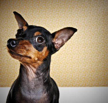 Portrait of a Chihuahua against the background of a wallpapered wall