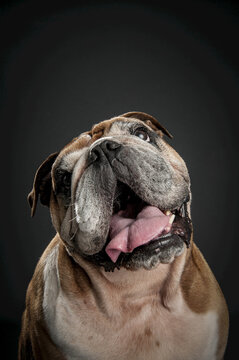 Bulldog smiling with tongue out against a black background