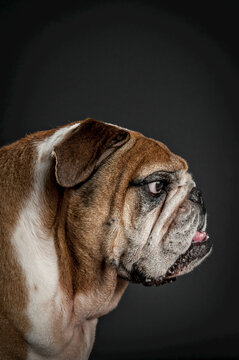 Close-up portrait of a profile of a bulldog against a black background; Studio Shot