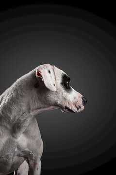 Portrait of a mixed breed dog against a black background
