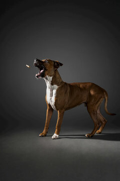 A pitt bull mix dog catching a bone mid-air on a black background