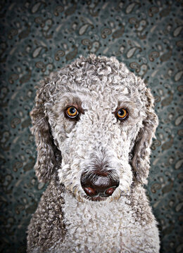 Close-up portrait of a parti poodle against a wall papered background; Studio Shot