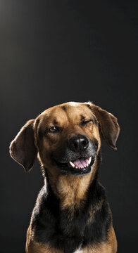Portrait of a mixed breed dog making a funny face against a black background; Studio Shot