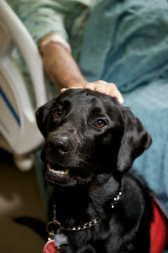 A black labrador (Canis lupus familiaris) therapy dog at a hospital bedside with a patient