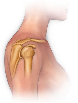 Illustration of human shoulder joint; Illustration