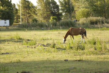 Caballos en el Campo