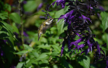 Hovering Ruby-Throated Hummingbird Taking Nectar From Purple Flower Blossom