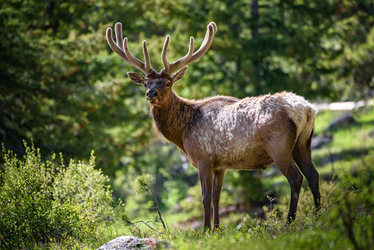Portrait of a male, Rocky Mountain Elk (Cervus elaphus nelsoni) looking at the camera while standing in the forest of the Rocky Mountains; Colorado, United States of America