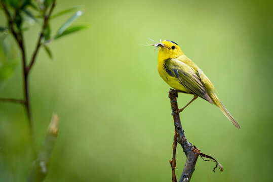 Male, Wilson's Warbler (Cardellina pusilla) perched on a Geyer willow (Salix geyeriana) branch while eating an insect on Cameron Peak in the Rocky Mountains; Colorado, United States of America