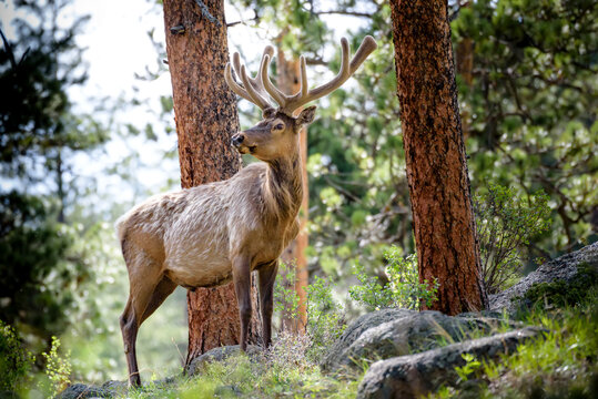 Portrait of a male, Rocky Mountain Elk (Cervus elaphus nelsoni) standing in the forest of the Rocky Mountains; Colorado, United States of America