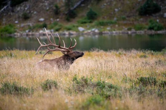 Portrait of a male, Rocky Mountain Elk (Cervus elaphus nelsoni) lying in a grassy field beside a lake in the Rocky Mountains; Colorado, United States of America