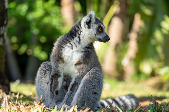 Portrait of lemur (Lemuroidea) sitting on the grass relaxing in the shade; Brisbane, Queensland, Australia