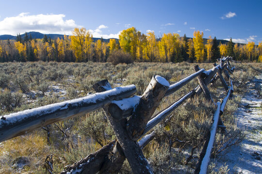 Log fence covered in snow on rangeland with a row of golden, autumn trees in the background; Grand Teton National Park, Teton County, Wyoming, United States of America