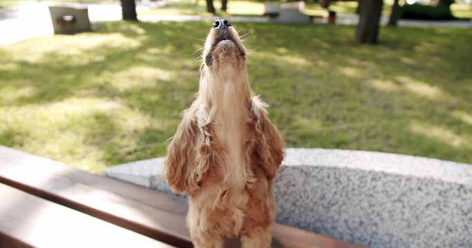 The dog howled in park. Happy Dog on summer time, weekend picnic. A beautiful brown haired dog is sitting on the street. Cocker Spaniel in park, English cocker spaniel rests outdoors.