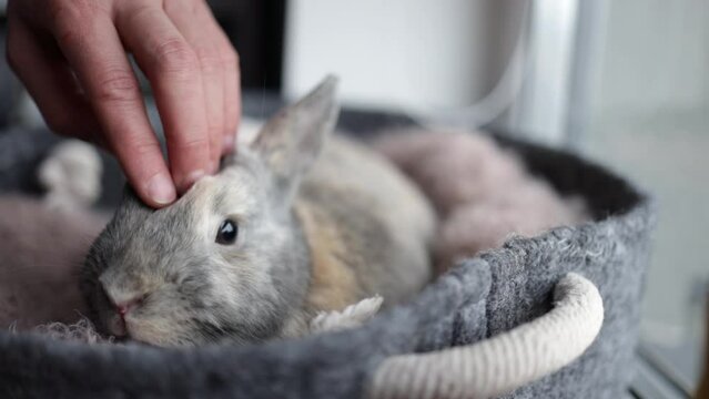 Hand Petting Small grey Bunny On pet bed near window.