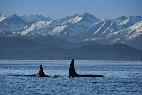 Two Orcas with dorsal fins sticking up with snow covered Coastal Range mountains, Alaska, USA