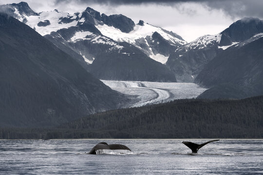 Two humback whale tails flapping in Lynn Canal in front of Herbert Glacier, Alaska, USA