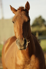 Caballos en el Campo