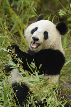 Giant Panda (Ailuropoda melanoleuca), captive in a zoo; Austria