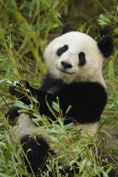 Giant Panda (Ailuropoda melanoleuca), captive in a zoo; Austria
