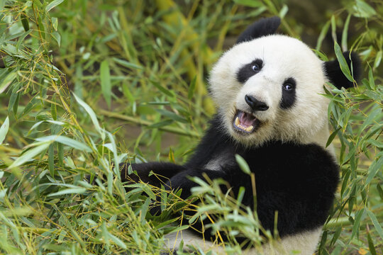 Giant Panda (Ailuropoda melanoleuca), captive in a zoo; Austria