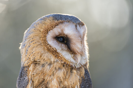 Barn owl (Tyto alba) portrait, Bohemian Forest; Czech Republic