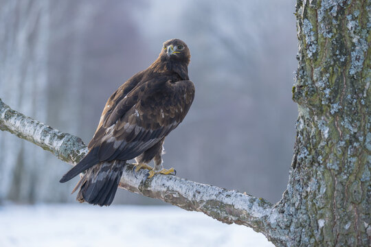Golden Eagle (Aquila chrysaetos) in winter, Bohemian Forest; Czech Republic